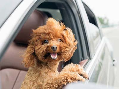 pet taxi in Sanford FL