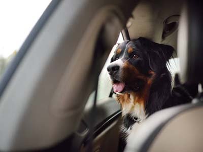 pet-taxi-in-windermere-fl pet taxi in Windermere FL