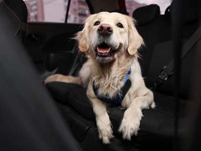 pet taxi in Winter Haven FL pet taxi in Winter Haven FL