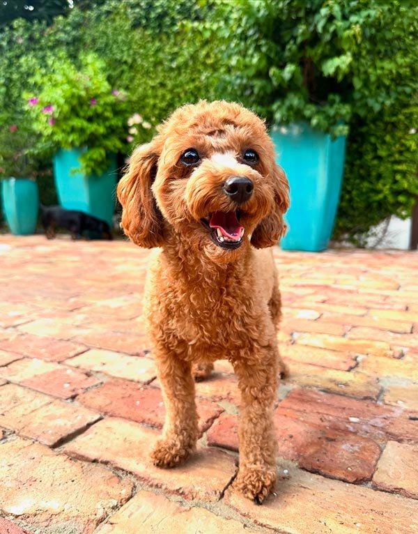 Central Florida Pet Sitting